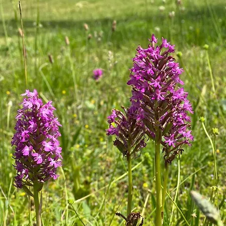 ヴィラ La Grange Du Landorre Villeseque