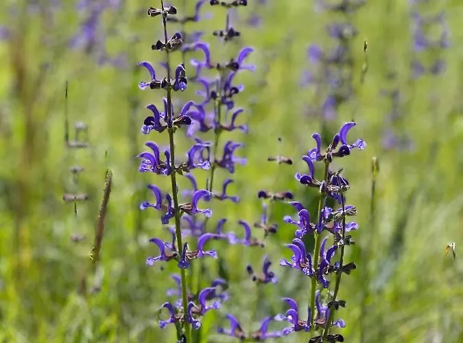 Вилла La Grange Du Landorre *